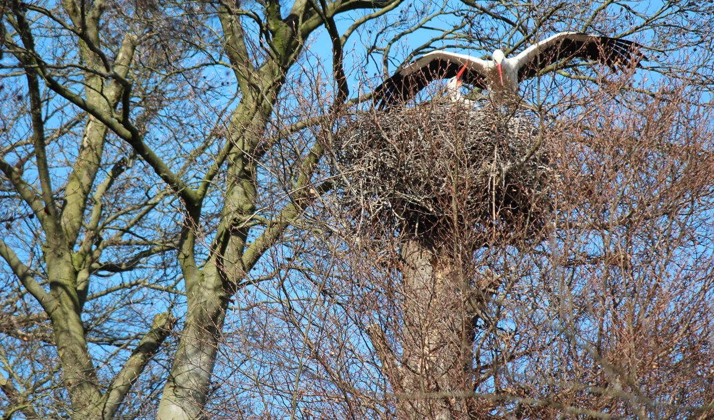 Ooievaars langs de Kon. Wilhelminaweg Groenekan is al jaren een bekend gezicht. In 2015 bouwde een paartje ooievaars z’n hemelpaleis hoog in een boom op het landgoed van Persijn. 