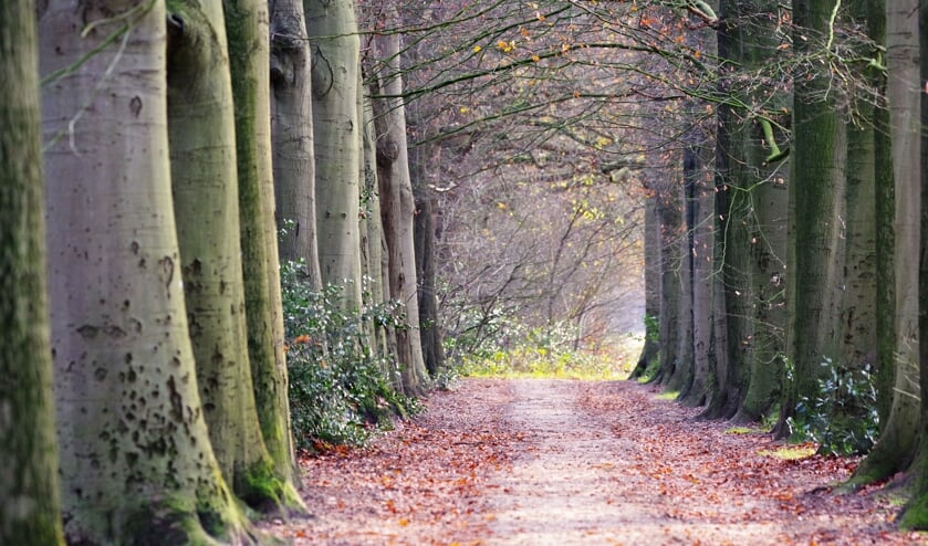 Het beukenlaantje in het Leijense bos