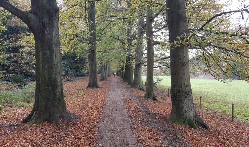 Een kathedraal van bomen in het Leyensebos