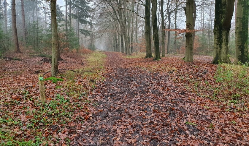 Ruiterpad in de omgeving van Lage Vuursche. (foto Lex van Boetzelaer)