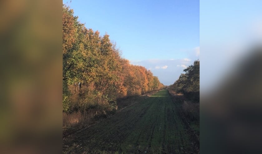 De oostzijde van het Prinsenlaantje, blik in de richting van Maartensdijk. (foto SBP).