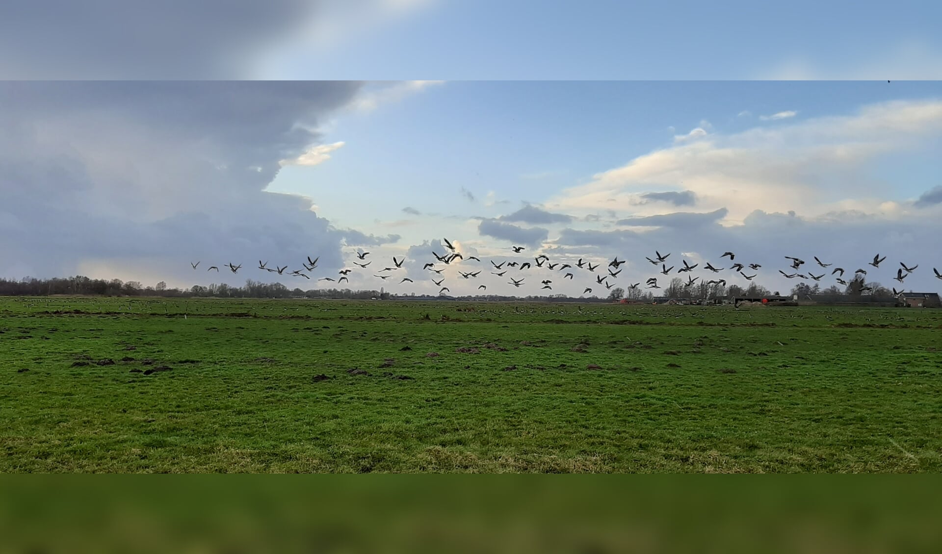 In haiku: Talloze ganzen Eten onze polder leeg Of is die van hun?
