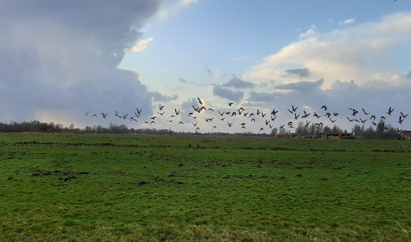 In haiku: Talloze ganzen Eten onze polder leeg Of is die van hun?