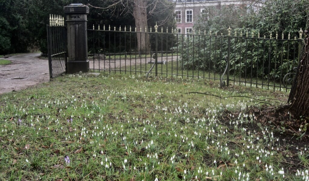 Ook bij Sandwijck bloeien de sneeuwklokjes al.
