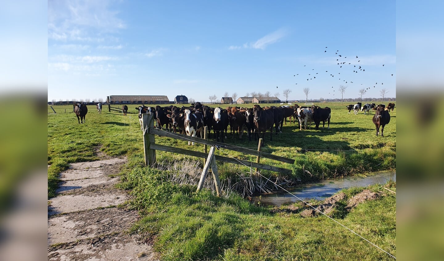 De koeien wachten al op de boer.