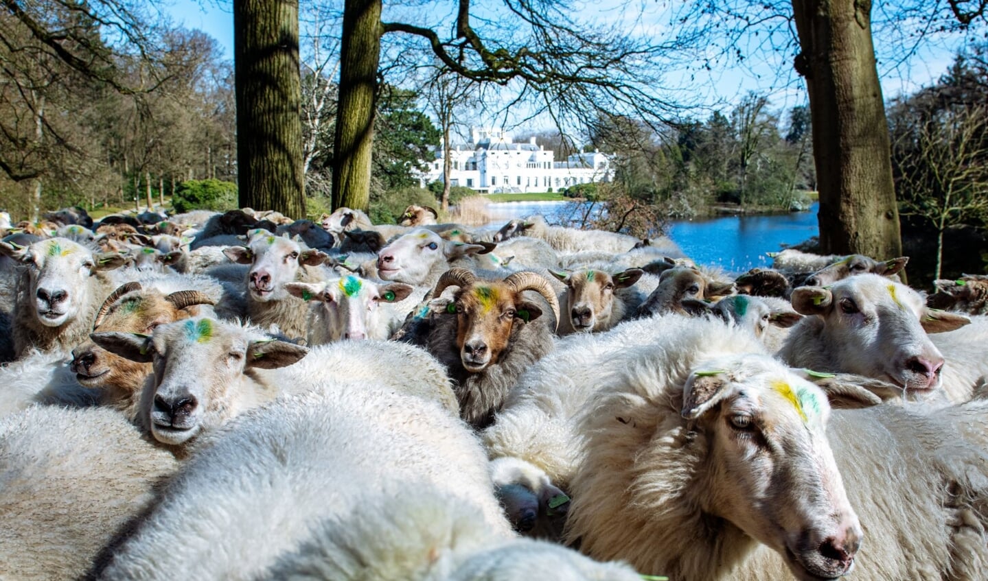 ‘In het bos willen we de komende jaren zoveel mogelijk natuurwaarden realiseren en het beweiden met schapen heeft hierop een heel positieve invloed’; aldus Frans van der Avert, Directeur Paleis Soestdijk. 