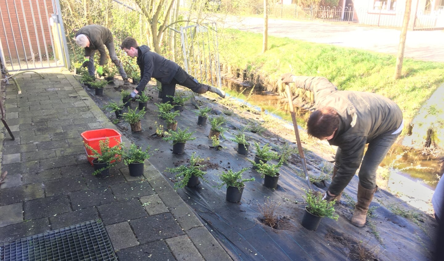 Beplanting met bij-vriendelijke planten naast het Dorpshuis Westbroek. (foto José Stortelder)