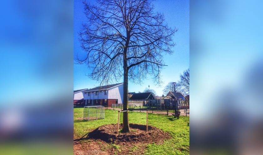 De lindeboom heeft een nieuwe standplaats op het trapveldje gekregen.