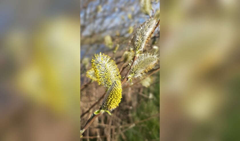In haiku:
Schoonheid van stuifmeel
In de vroege morgenzon
Straalt van nieuw leven
