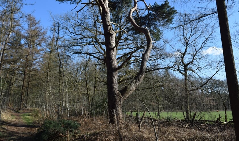 De qua omvang grootste grove den op het landgoed.