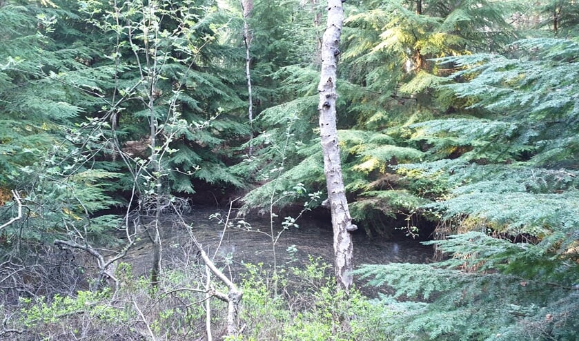 De Canadezen hebben veel Duitse munitie afgevoerd, maar sommige stukken lieten ze springen in een springgat in het bos van Venwoude. Het is nu grotendeels gevuld met water en is deels overwoekerd door struikgewas.