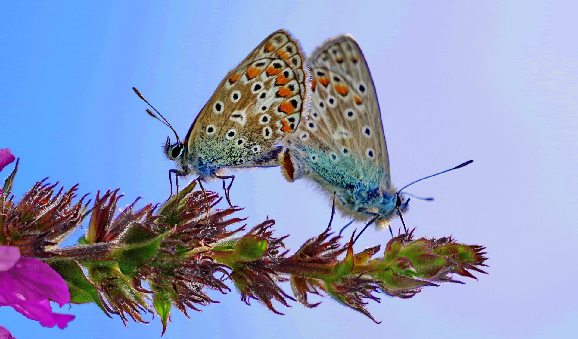 Twee heideblauwtjes in het Noorderpark.