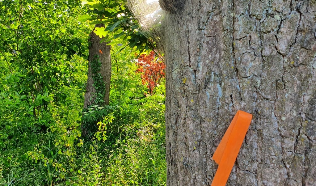 Met oranje lintjes aan de bomen wordt gewaarschuwd voor de eikenprocessierupskolonne.