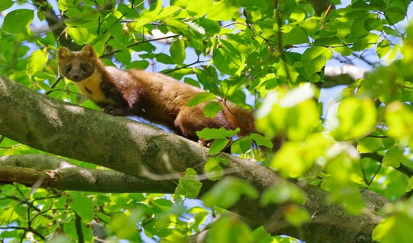 De boommarter in het Maartensdijkse bos.