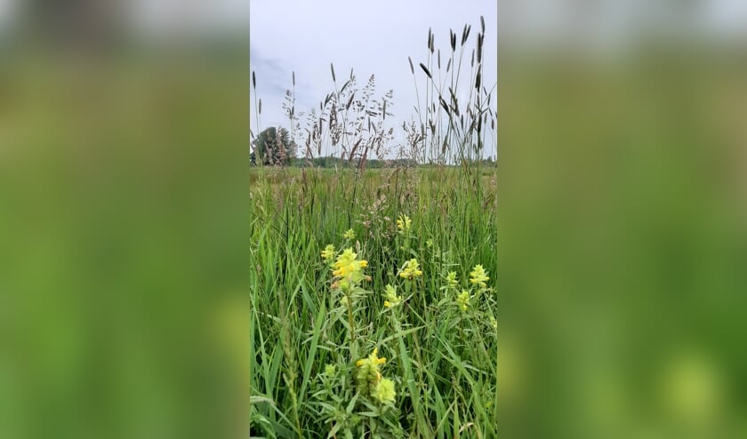 Groen is gras