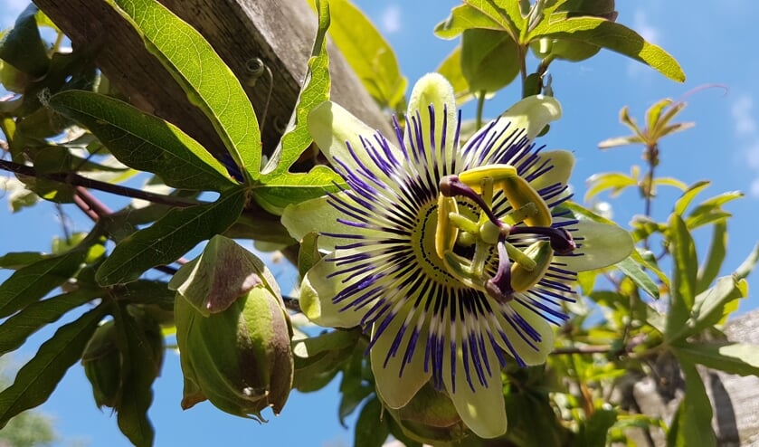 Bloeiende passiebloem in De Bilt: esthetiek, dramatiek, symboliek en romantiek