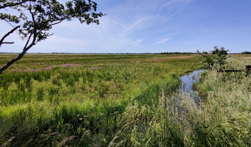 Er wordt geadviseerd het gebied niet te betreden vanwege ‘kwetsbare vegetatie’. In ieder geval levert het nu al weer mooie plaatjes op.
