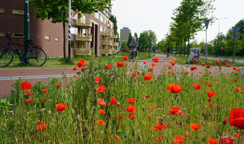 Bewoners van het appartementencomplex De Vijverhof in De Bilt en ook de verkeersdeelnemers hebben een fraai uitzicht op de uitbundig bloeiende klaprozen. (foto Frans Poot)