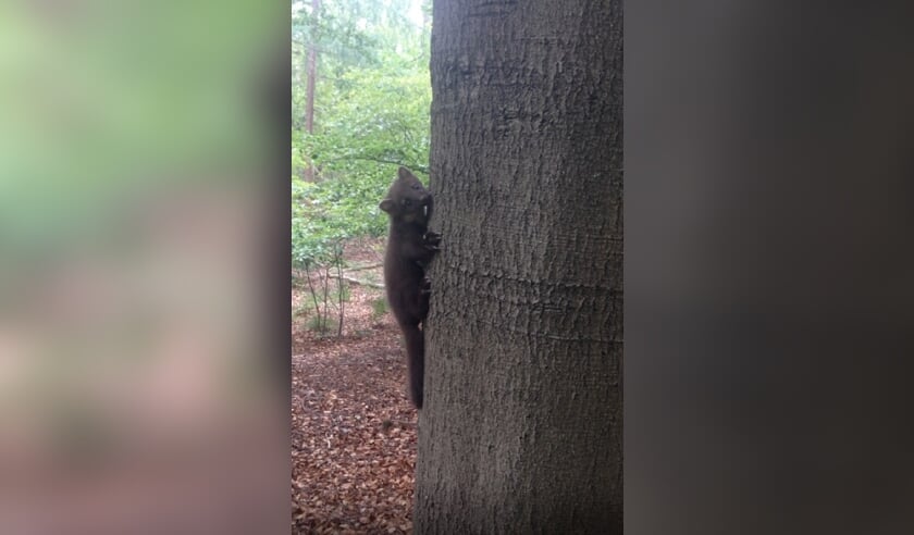 De boommarter aan een beukenstam in het Beukenbos aan de Eikensteeg.