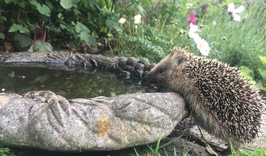 Drankje op de Molenweg