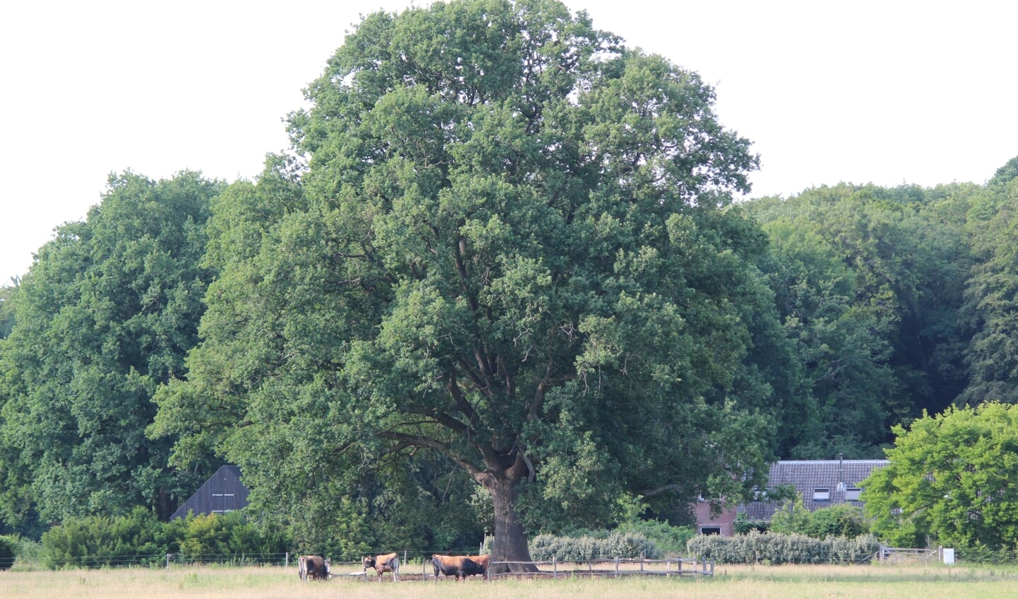 Harry van de Kuil ging met de kleuterschool (van juffrouw Dolk) eens per jaar naar het landgoed naar het weiland aan de Holle Bilt onder de grote eikenboom. 