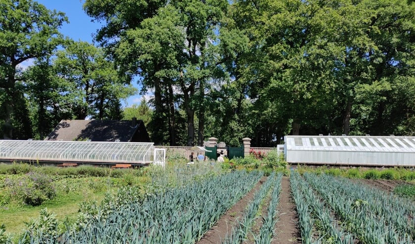 Op een moestuin is corona vaak ver weg; 'Zo'n tuin is goed voor je geest’.