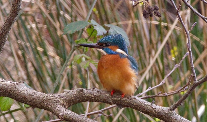 Een ijsvogel zit op wacht voor het nest.