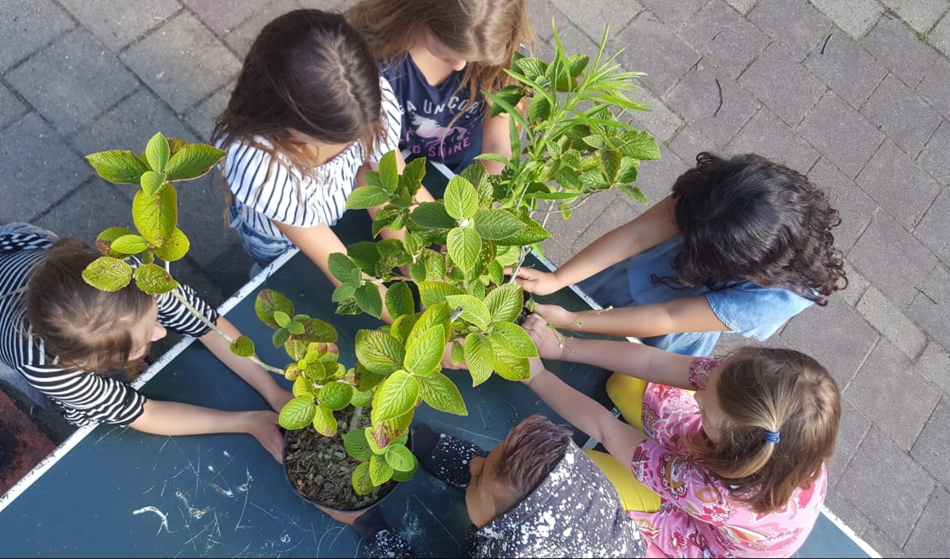 Kinderen helpen mee met het planten van de heesters