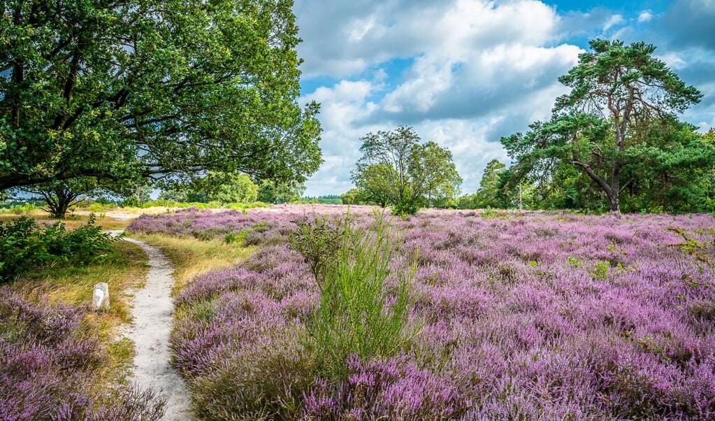 Heidegebied Hollandsche Rading