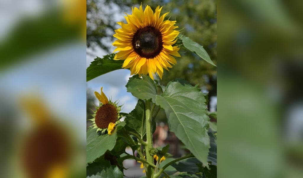 Hoe hoog is jouw zonnebloem