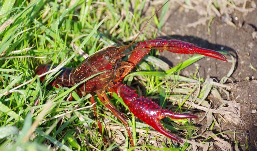 De rode rivierkreeft.