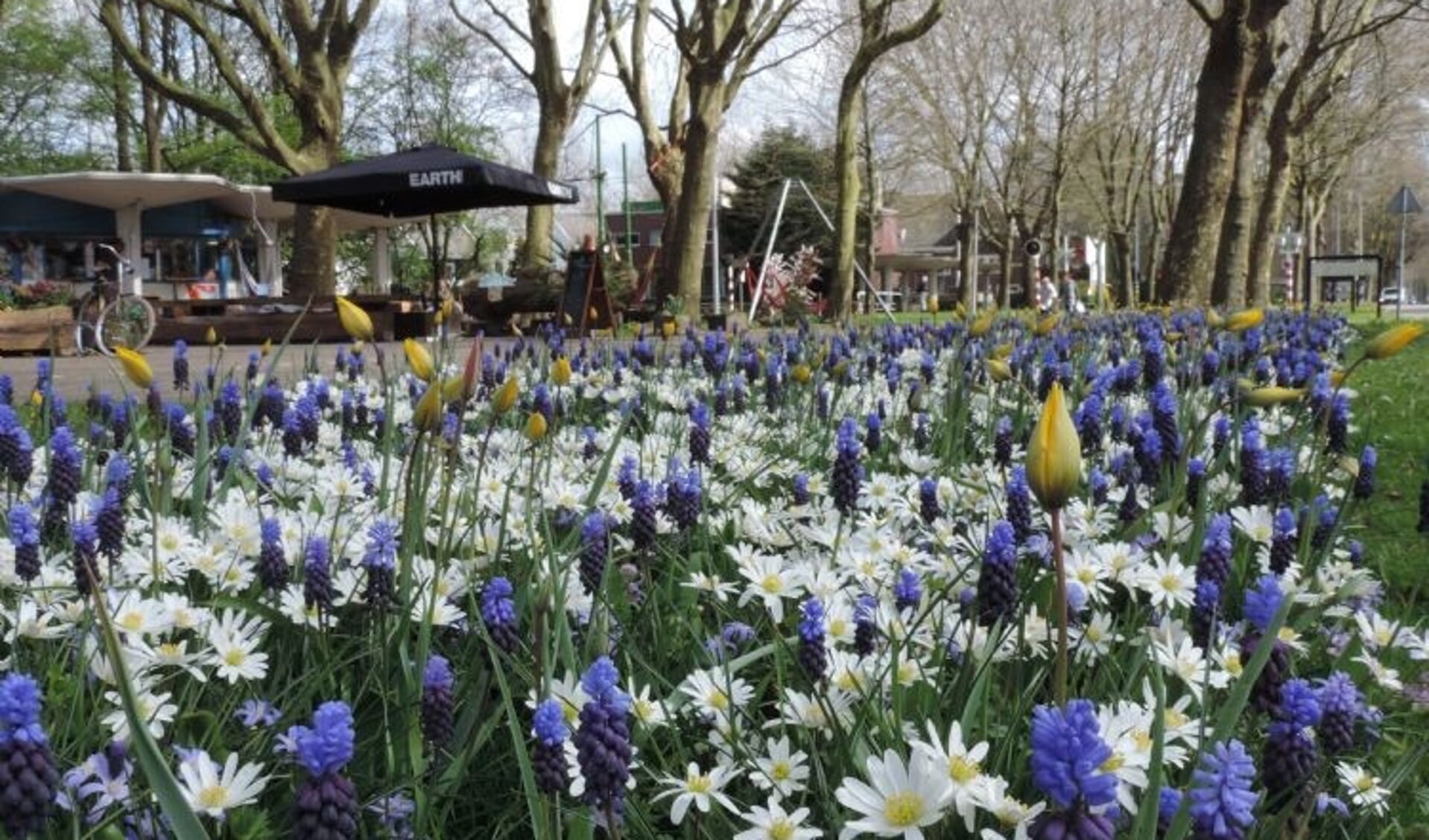 Een mooie bloeiende berm: Volgend lente misschien ook in Westbroek.
