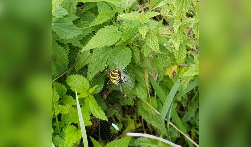 De wespspin, wespenspin of tijgerspin met de wetenschappelijke naam Argiope bruennichii.