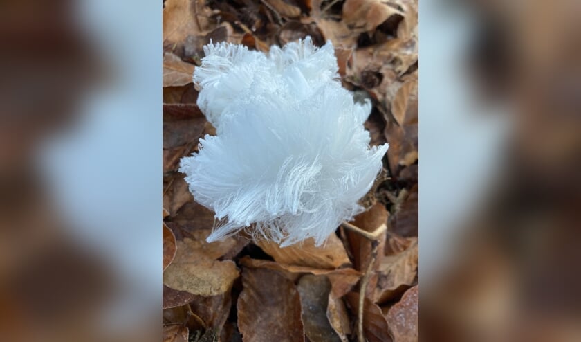 IJshaar op een schaduwrijke plek in het Maartensdijkse bos. (foto Hanneke de Bouter)