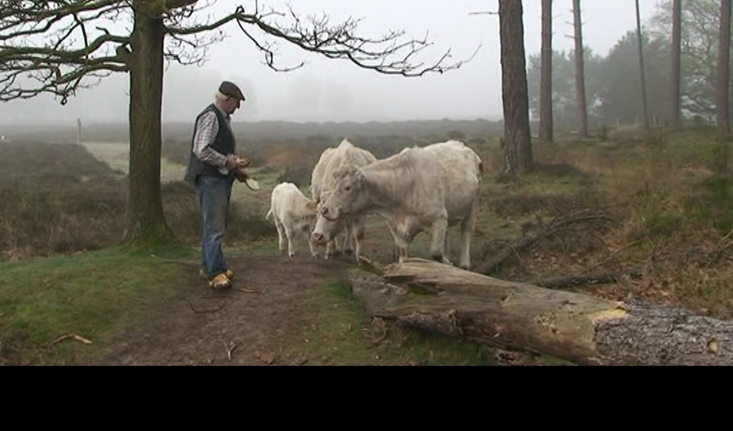 Charolais op de Hollandse hei. Wout Stormbroek heeft een uitzonderlijke band met zijn dieren. (foto Karien Scholten, 2014)