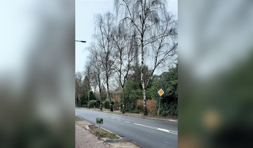 Deze bomen zijn gemerkt voor kap.