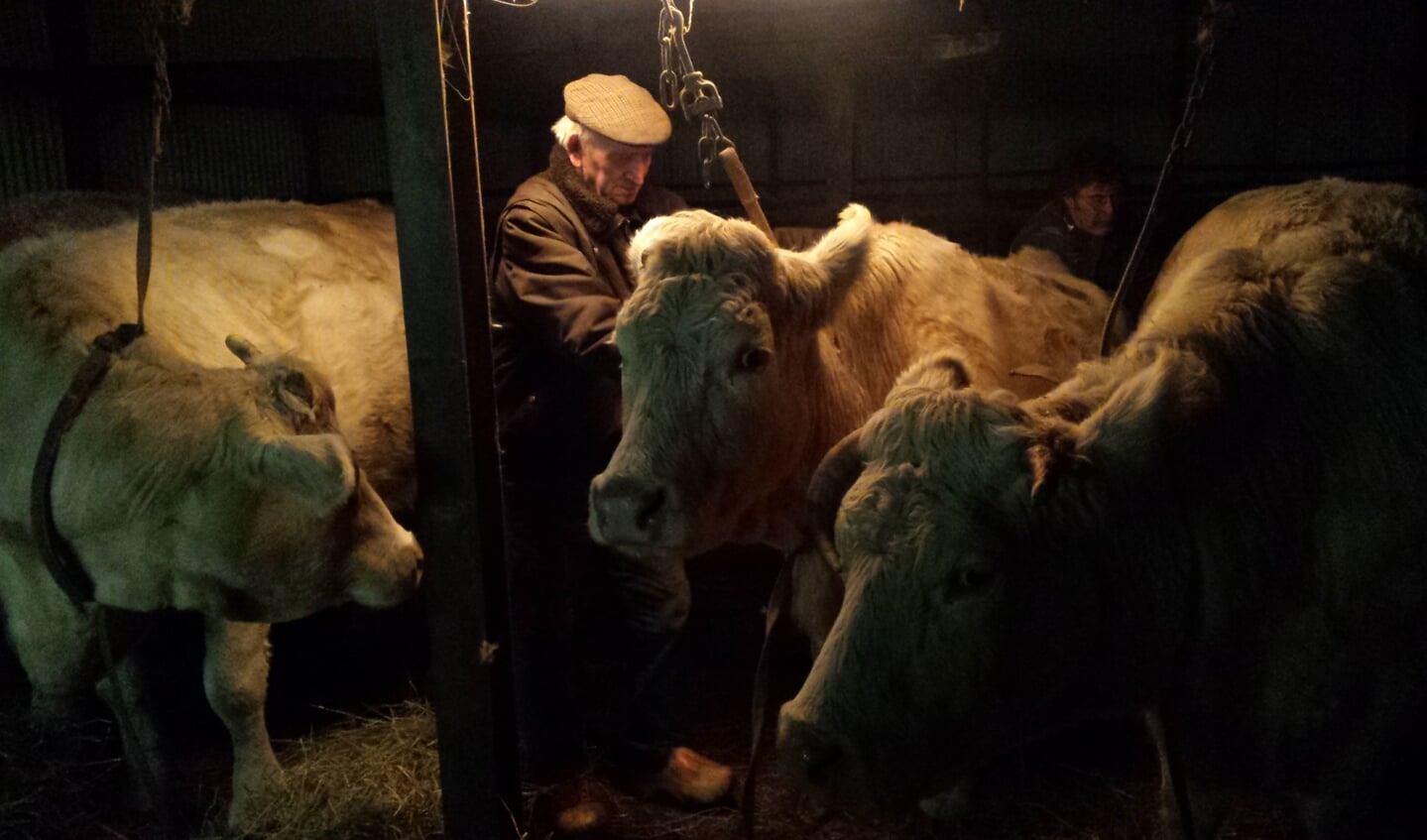 Wout Stormbroek met zijn koeien in de warmte van de stal. (foto Karien Scholten)