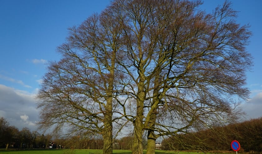 Drie-eenheid