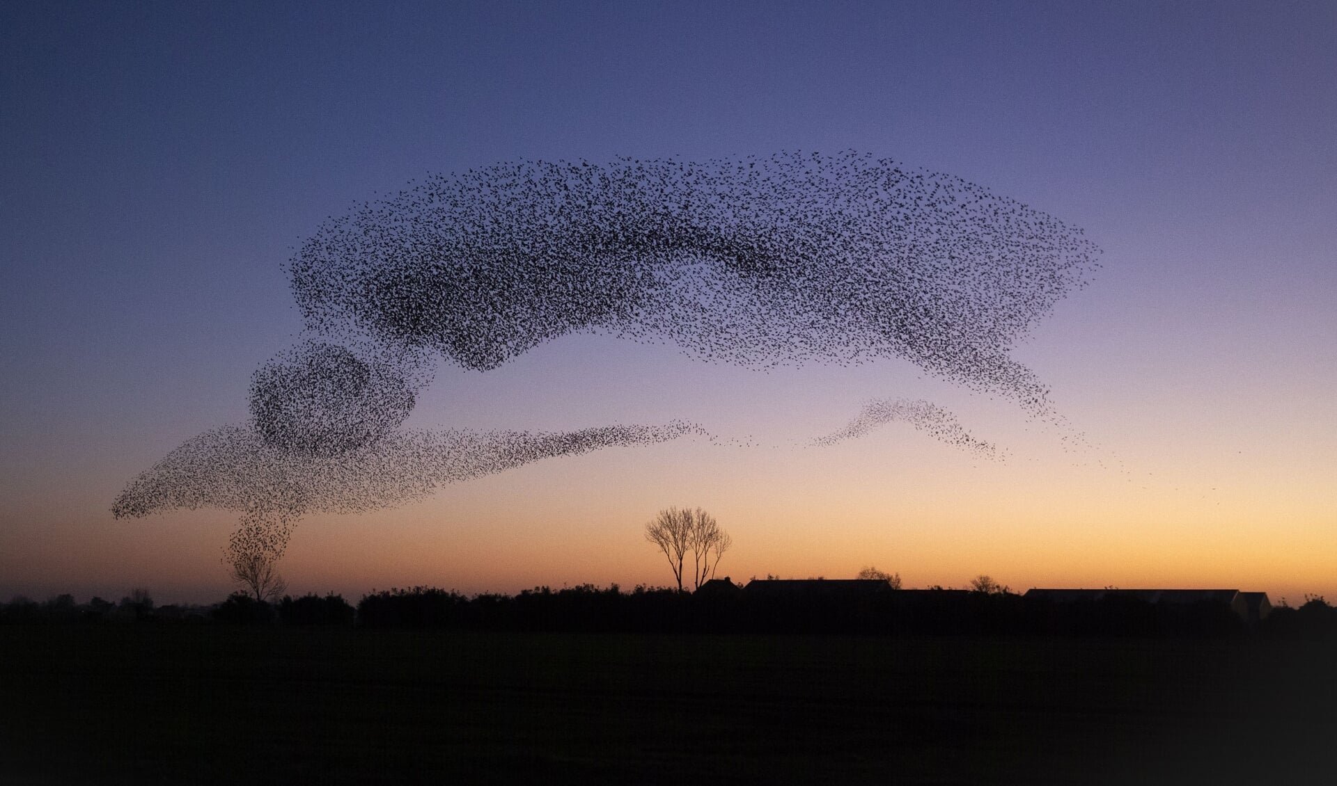 Spreeuwenwolken opvallend groots van december tot maart. (foto: Vrijheid in verbondenheid. Jan van der Greef)