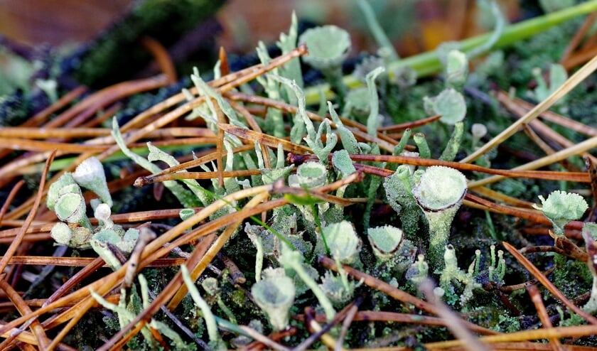 Herfst op Beerschoten