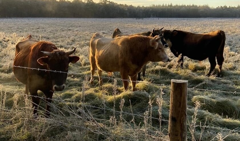 <p><em>In januari 2021 bracht bio-boer Jacob Beeker zijn stieren naar het Boetzelaersveld, dat eerder naar&nbsp;</em><em>natuurvriendelijke omgeving is omgevormd</em><em>. (foto Yvette van den Berg)</em></p>  