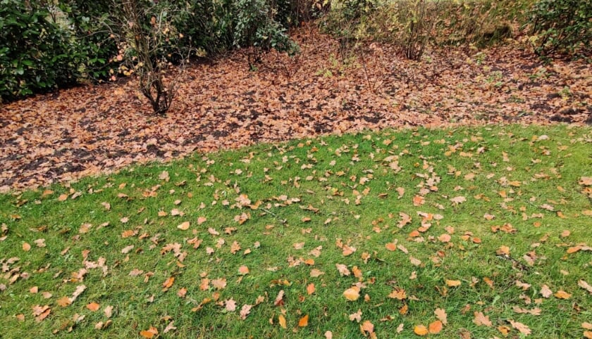 Herfstblad kan overal, behalve op het grasveld en terras blijven liggen; het kan de planten beschermen en de mineralen in de tuin aanvullen.