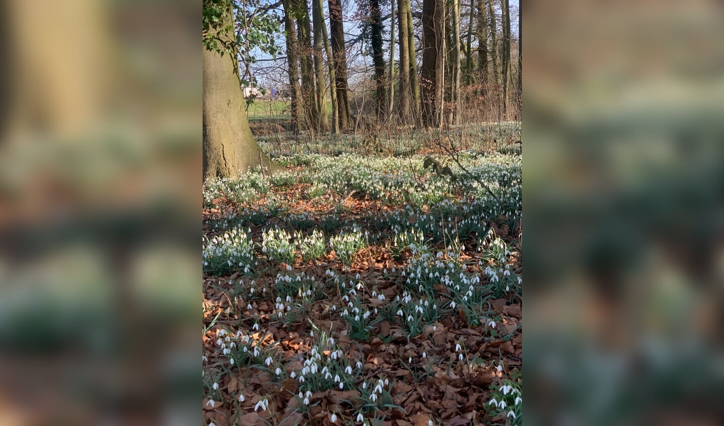 Ontluikende lente op Oostbroek. (foto Peter Schlamilch)