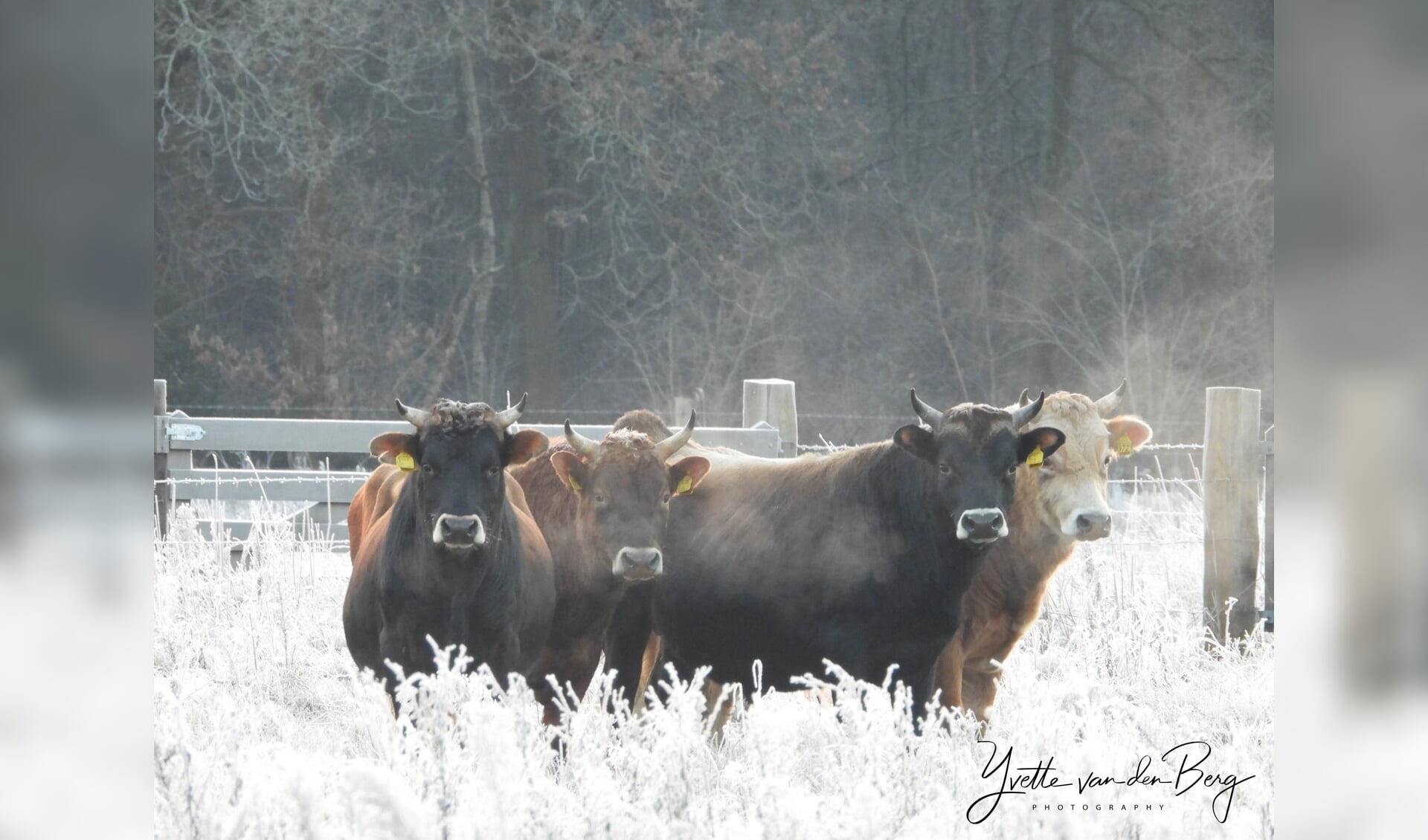 De Jersey stieren staan voorlopig niet meer op het Boetzelaersveld. (foto Yvette van den Berg).