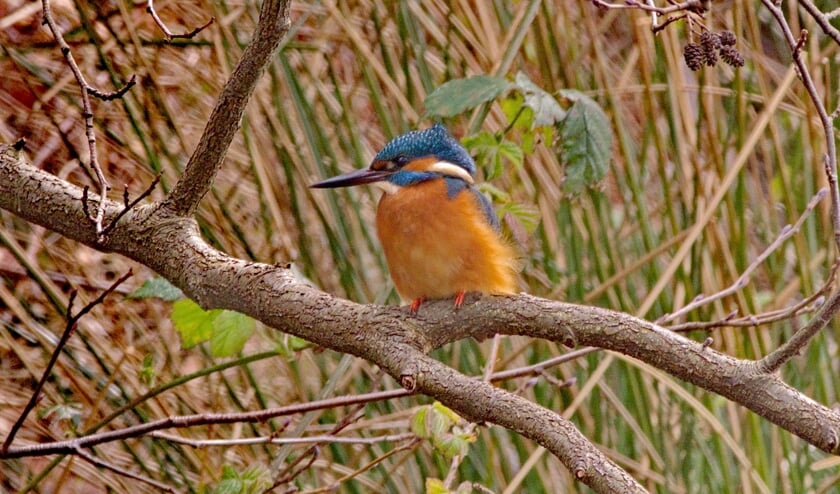 Gedurende lange perioden van strenge vorst, hebben watervogels, maar ook ijsvogels het moeilijk.
