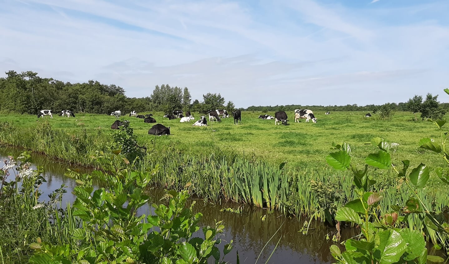 Een historische foto van de biologische melkkoeien van Co Baas in de polder Westbroek.