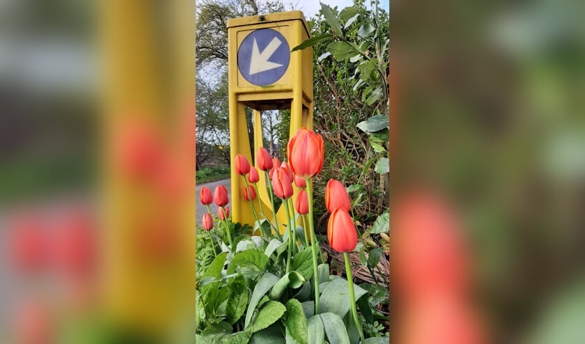 Rode tulpen