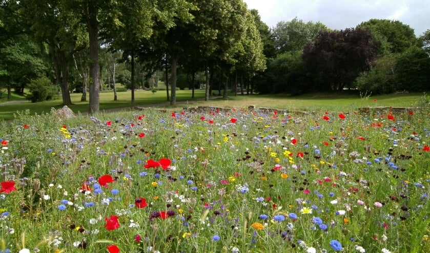 <p>De Bilt krijgt meer variatie in gras- en kruidenvegetatie.</p>