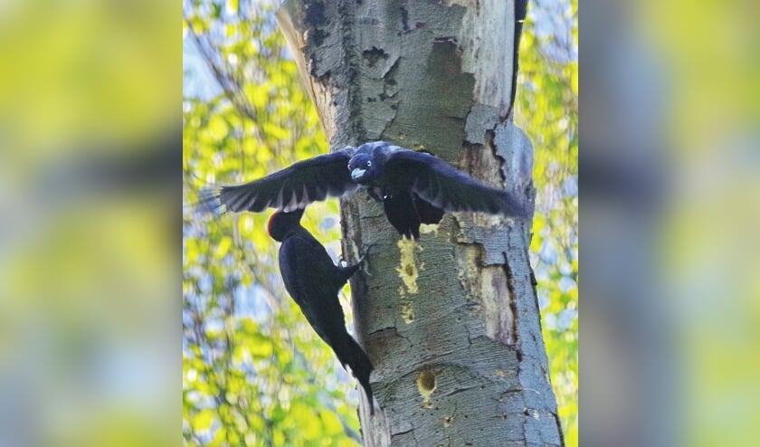 <p><em>Het vrouwtje verlaat daarop het nest.</em></p>