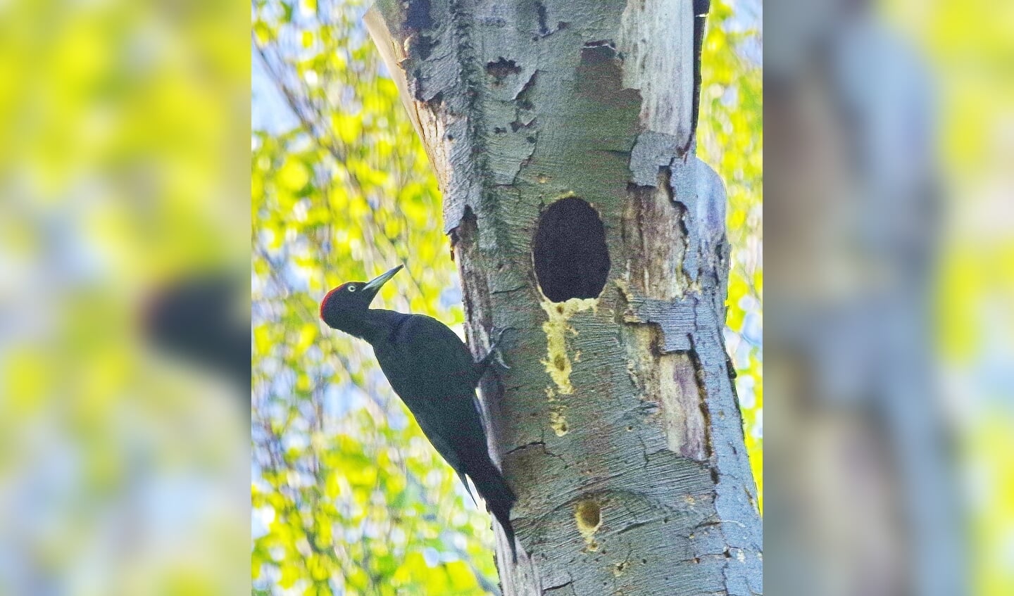 Het mannetje meldt zich bij het nest door enkele kreten te laten horen.